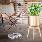 Nice plant holder in gilded brass.