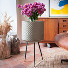 Delhi planten standaard