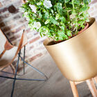 Der goldene Träger hat eine prächtige Farbe.