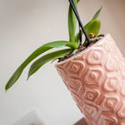 Un vaso in ceramica rosa lavorato in uno stile vintage pieno di delicatezza